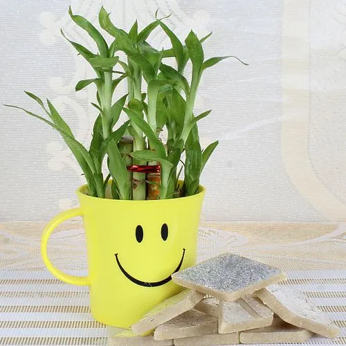 Lip Smacking Kaju Katli with Lucky Bamboo Plant in a Smiley Container.