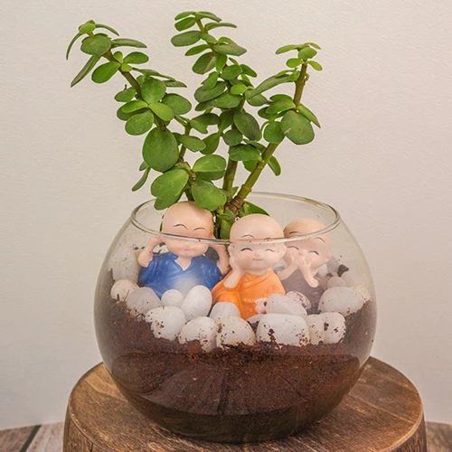 Lush Jade Plant with Blissful Monk