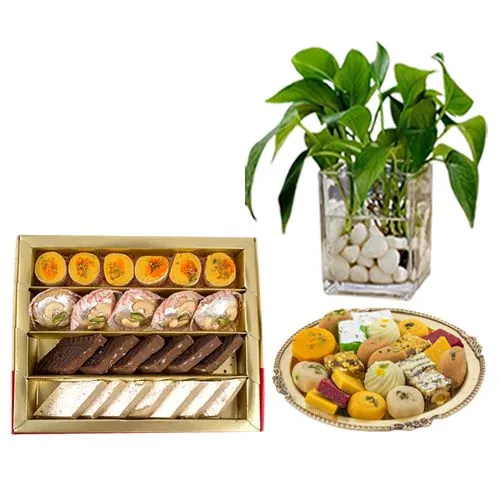 Award-Winning Assorted Sweets from G Pulla Reddy with a Money Plant