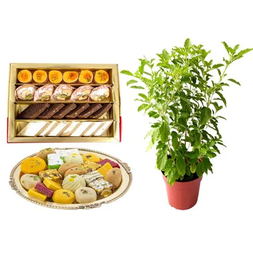 Lip-Smacking Assorted Sweets from G Pulla Reddy with a Tulsi Plant