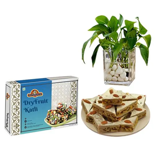Amazing DryFruit Katli from G Pulla Reddy with Money Plant