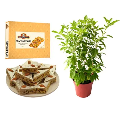 Delightful DryFruit Katli from G Pulla Reddy with Tulsi Plant