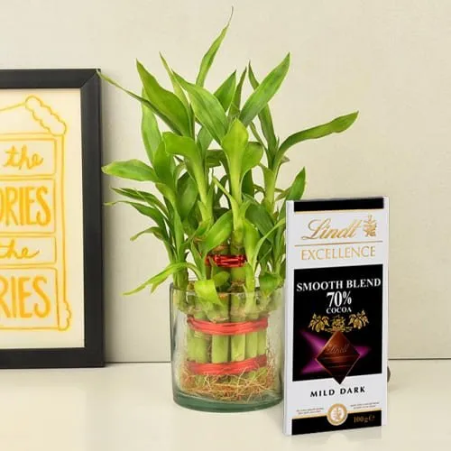 Deliver 2 Tier Lucky Bamboo Plant with Lindt Excellence Chocolate