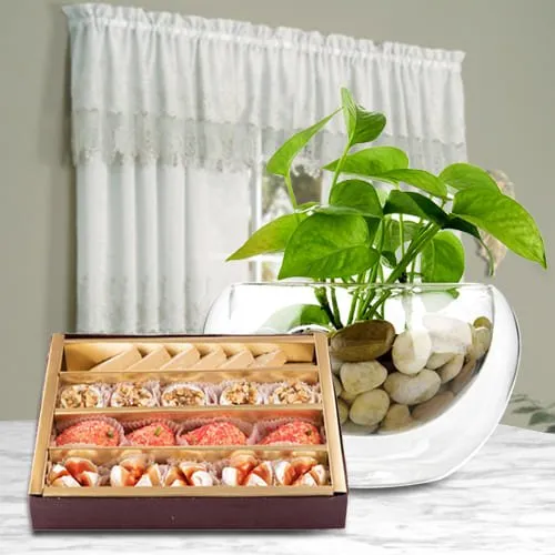 Deliver Combo of Money Plant with Haldirams Assorted Sweets