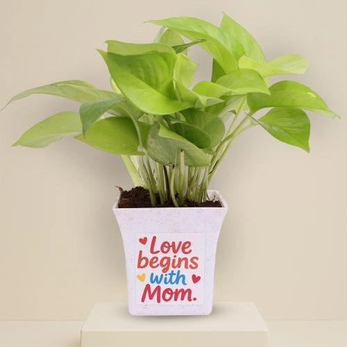 Money Plant in Printed Pot