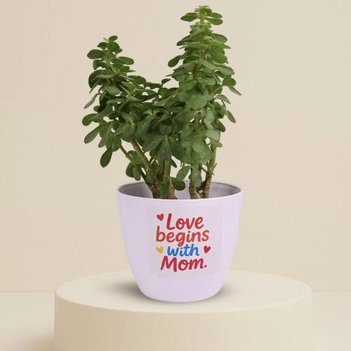 Moms Love  Jade Plant Delight