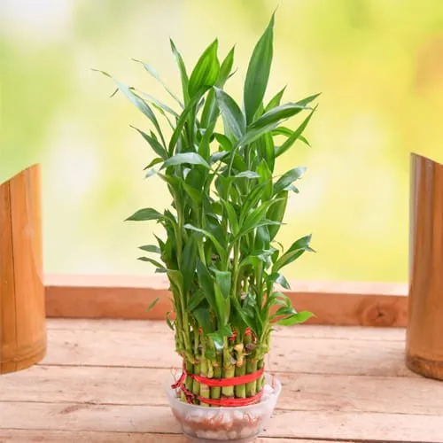 Beautiful Gift of 2 Tier Lucky Bamboo in Glass Pot