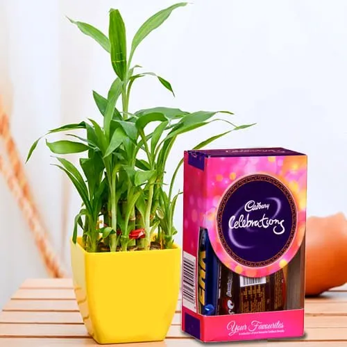 Deliver 2 Tier Lucky Bamboo Plant with Cadbury Celebrations Mini Pack