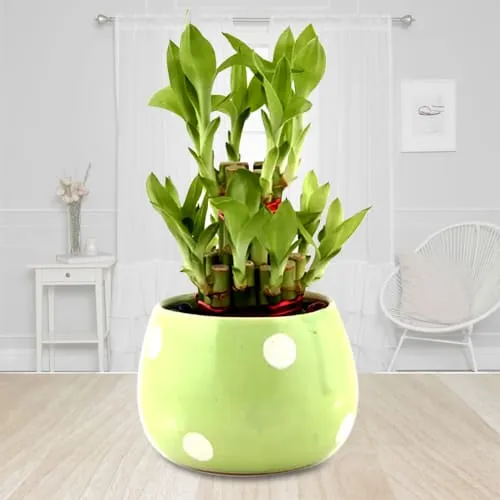 Indoor Present of 2 Layer Lucky Bamboo Plant in Ceramic Pot