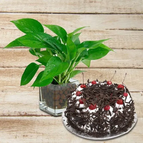 Order Money Plant in Glass Pot with Black Forest Cake