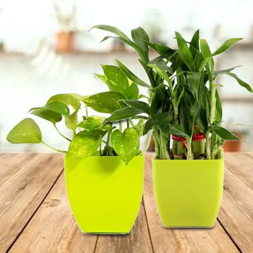Blooming Gift Pack of Lively Money Plant and 2 Tier Lucky Bamboo Plant