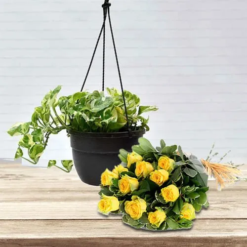 Splendid Gift of Hanging Money Plant with Yellow Roses