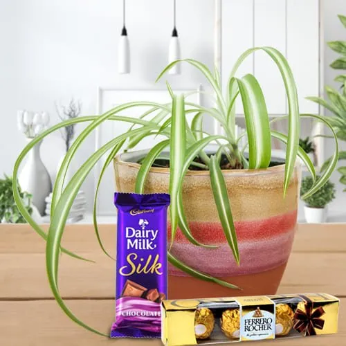 Deliver Spider Plant in Plastic Pot with Cadbury Dairy Milk Silk and Ferrero Rocher