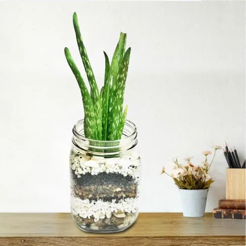 Hue of Green Aloe Vera Plant in Elegant Glass Vase