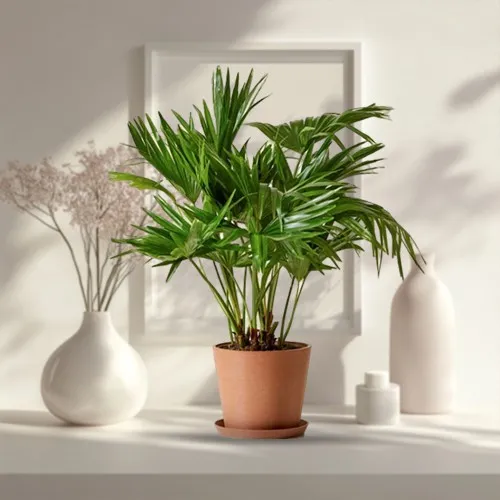 Hue of Green China Palm in a Ceramic Container