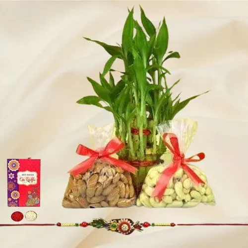 Attractive Bhai Rakhi with Dry Fruits n Bamboo Plant